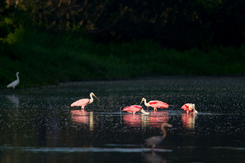 Roseate Spoonbills