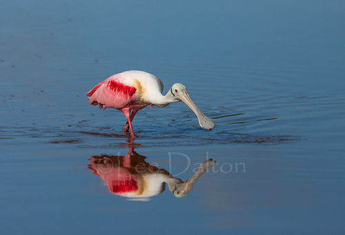 ROSEATE SPOONBILL