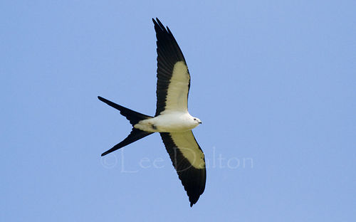 Swallow-tailed Kite