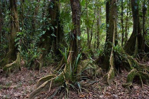 Cockscomb rainforest