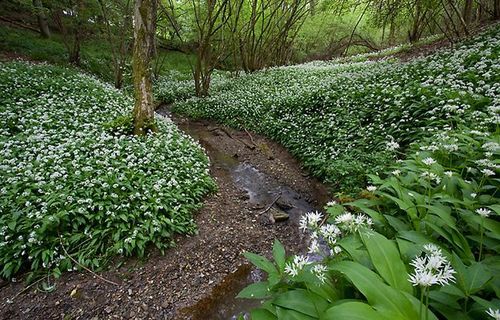 WILD GARLIC