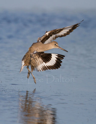 Willet