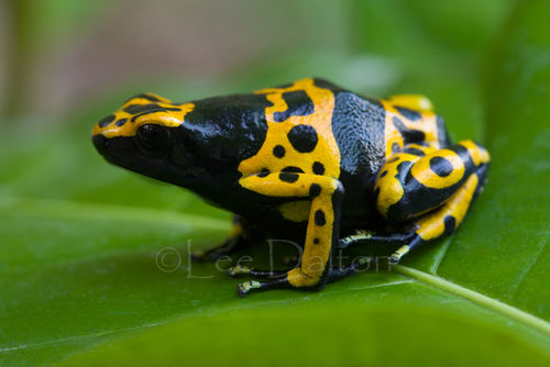 YELLOW BANDED POISON DART FROG