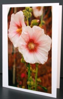 HOLLYHOCKS