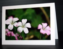CRANESBILL