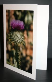 THISTLE