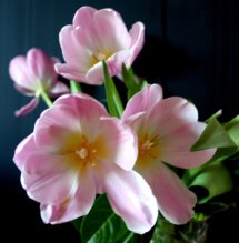 PINK TULIPS