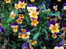 VIOLAS