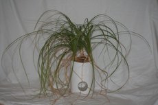 SPREADING YOUR LEAVES