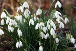SNOWDROPS