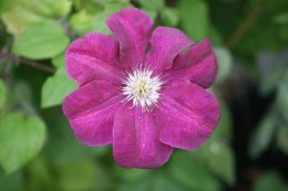 SINGLE CLEMATIS