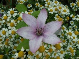CLEMATIS AND FEVERFEW