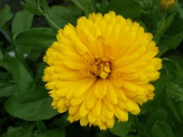 MARIGOLD
