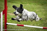 Dog Agility Shows