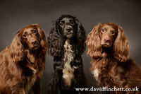 Pet Portraits