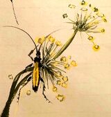 Insects and their prefered plants