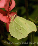 Brimstone Feeding