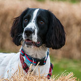 Awaiting  the  next  command  jpg