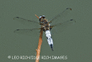 Male Broad Bodied Chaser
