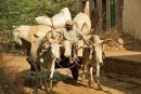 Bullock Cart and Load