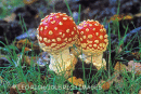 Fly Agaric