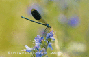 Male Banded Demoiselle