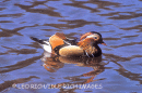 Mandarin Duck Male