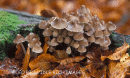 Mycena Galericulata