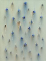 Meadow blue