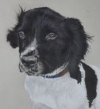 Bud - dog portrait in colour pencil
