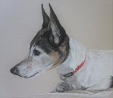 Ferdie -  dog portrait in colour pencil