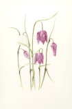 Fritillaria meleagris - watercolour and coloured pencil