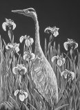 Heron and Irises - bird and floral art in scaperboard