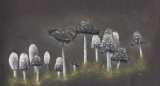 Shaggy Ink Caps- coloured pencil