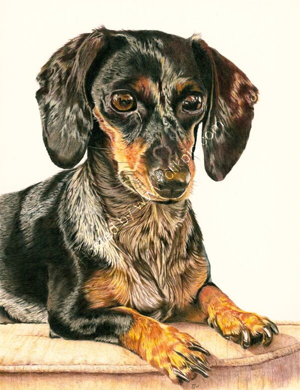 Lottie - a dog portrait in colour pencil
