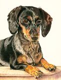 Lottie - a dog portrait in colour pencil