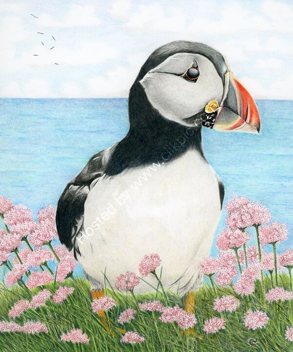 Puffin and Sea Thrift - created using colour pencil and ink