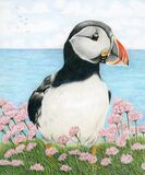 Puffin and Sea Thrift - created using colour pencil and ink