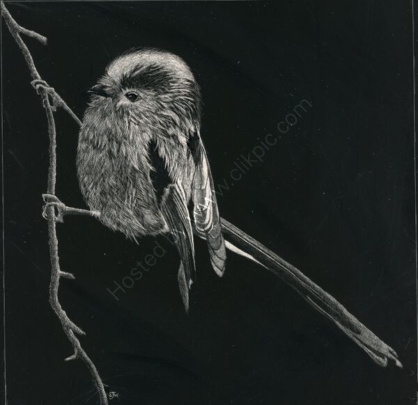 Long Tailed Tit - a bird portrait in scraperboard