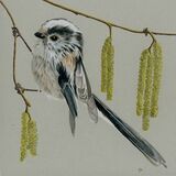 Long Tailed Tit and Catkins - a bird portrait in colour pencil and ink
