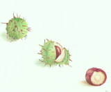 out it popped - coloured pencil