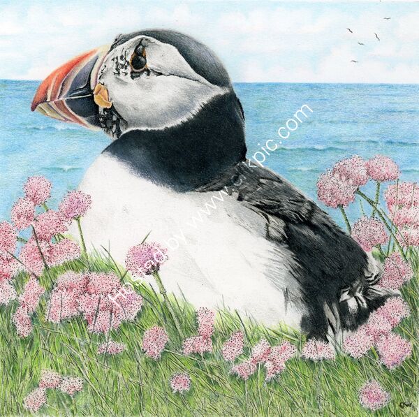 Puffin and Sea Thrift - created with colour pencil and ink