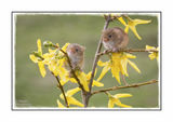 Harvest Mouse On Forsythia 3