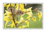 Harvest Mouse On Forsythia 1