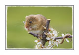 Harvest Mouse On Damson 2