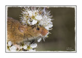 Harvest Mouse On Damson 3