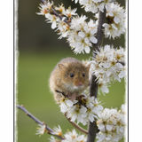 Harvest Mouse On Damson 1