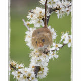 Harvest Mouse On Damson 4