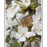 Harvest Mouse On Damson 5
