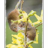 Harvest Mouse On Forsythia 2